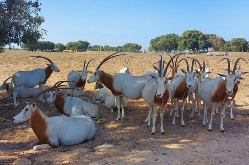 Half-Day National Park And Desert Experience With Lunch - Key Points