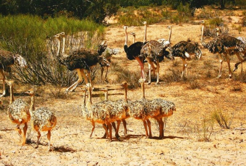 Half-Day National Park And Desert Experience With Lunch - Inclusions
