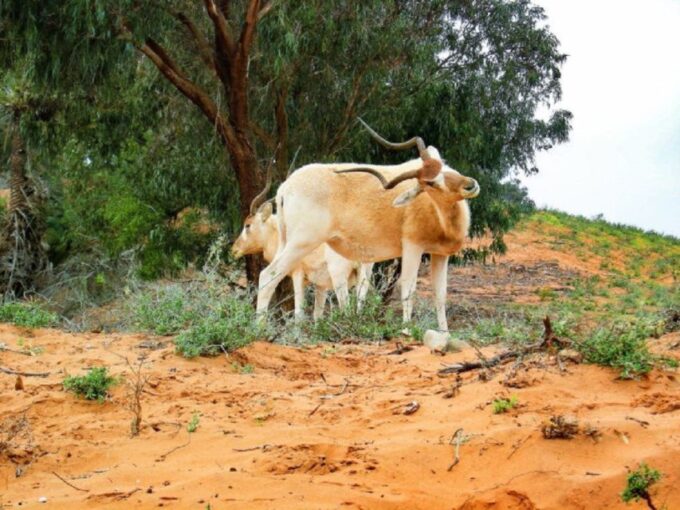 Half-Day National Park And Desert Experience With Lunch - Departure and Duration