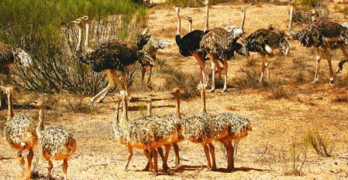 Half-Day National Park And Desert Experience With Lunch - Frequently Asked Questions
