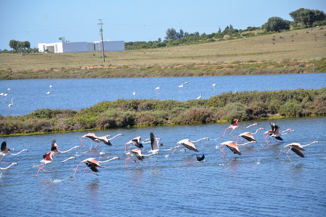 Half-Day Nature Safari in the Algarve - Meeting Point and Pickup Options