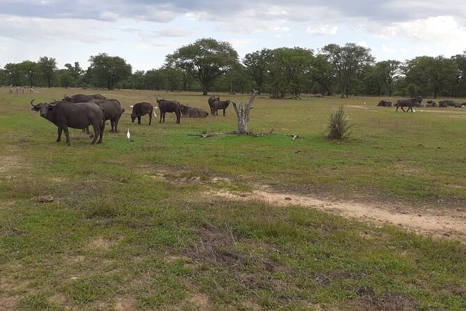 Half-Day Nature Walk in Mosi-Oa-Tunya National Park From Livingstone - Highlights of Mosi-oa-Tunya National Park