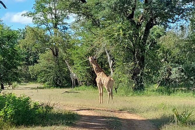Half-Day Nature Walk in Mosi-Oa-Tunya National Park From Livingstone - Pickup Locations and Schedule