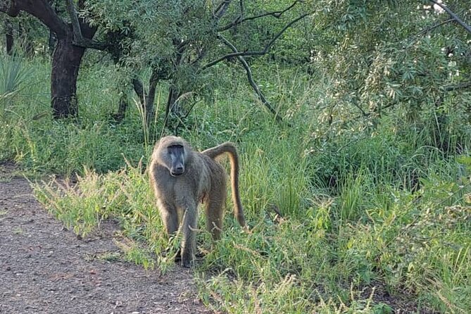 Half-Day Nature Walk in Mosi-Oa-Tunya National Park From Livingstone - Additional Details