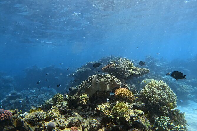 Half Day Outer Reef Snorkelling Tour from Port Douglas - A Practical Look at the Half Day Outer Reef Snorkelling Tour from Port Douglas