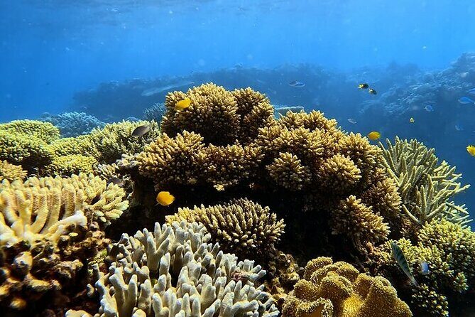 Half Day Outer Reef Snorkelling Tour from Port Douglas - FAQ: Your Quick Guide to the Snorkelling Tour