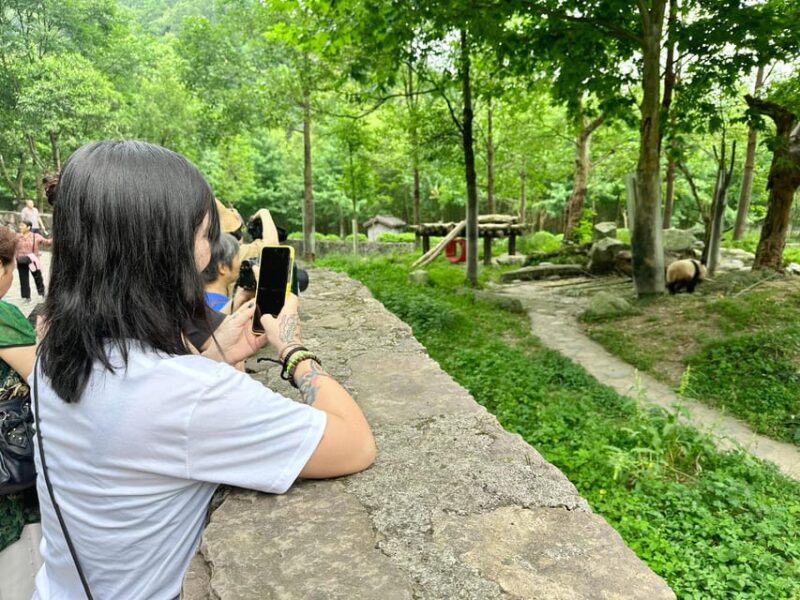 Half-day Panda Private Trip+Ancient Town - Key Points