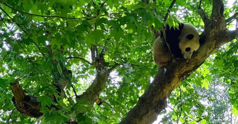 Half-day Panda Private Trip+Ancient Town - Itinerary Highlights