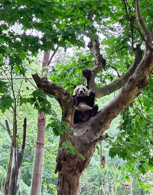 Half-day Panda Private Trip+Ancient Town - Important Information