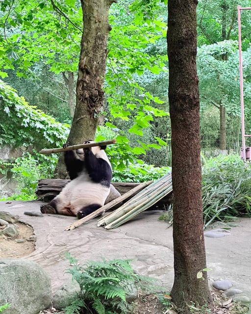 Half-day Panda Private Trip+Ancient Town - Accessibility