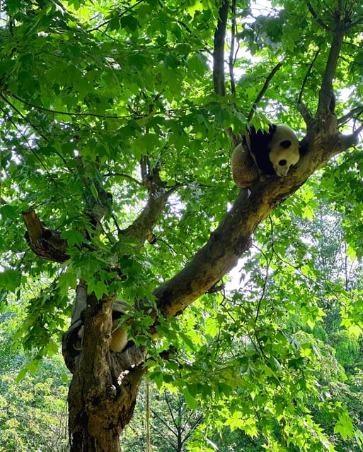 Half-day Panda Private Trip+Ancient Town - Booking Confirmation