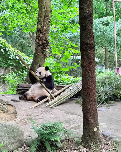 Half-day Panda Private Trip+Ancient Town - Frequently Asked Questions