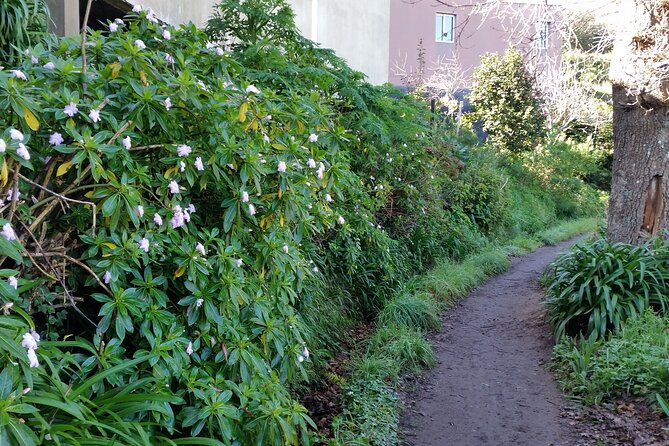 Half-Day Paradise Valley Walking Tour - Health and Safety Information