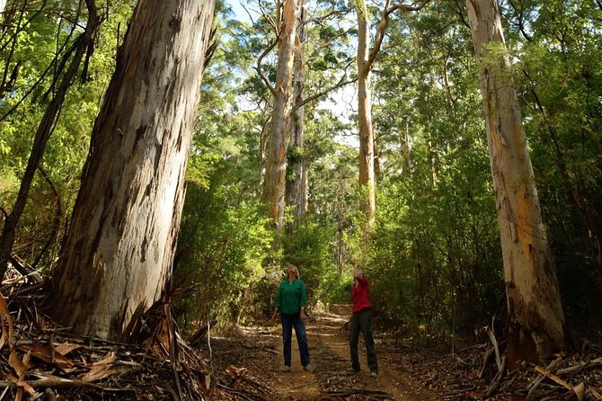 Half-Day Pemberton National Parks Beach and Forest Eco Adventure - Whats Not Included