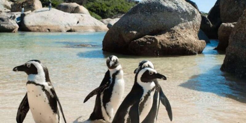 Half-Day: Penguins Boulders Beach (Small Group) - Experience Details