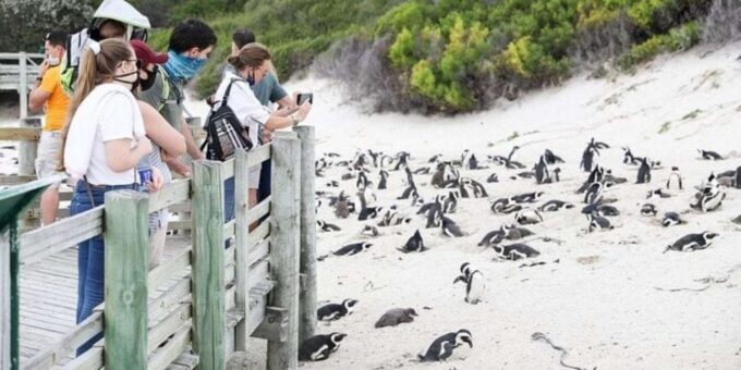 Half-Day: Penguins Boulders Beach (Small Group) - Frequently Asked Questions