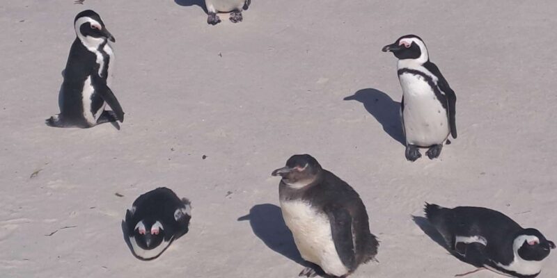 Half Day Penguins Colony and Constantia Wine Tasting Tour - Key Points