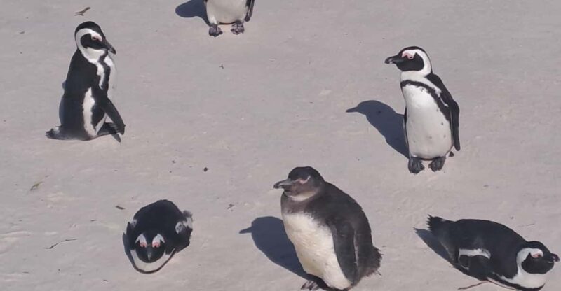 Half Day Penguins Colony and Constantia Wine Tasting Tour - Tour Overview