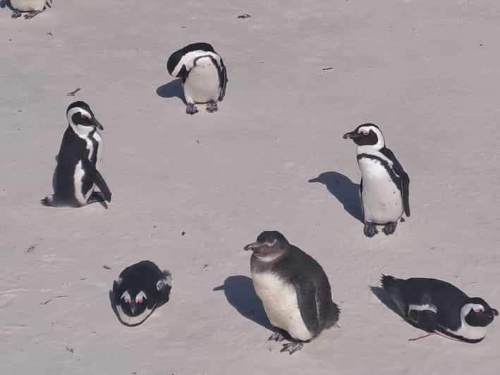 Half Day Penguins Colony and Constantia Wine Tasting Tour - Itinerary Highlights