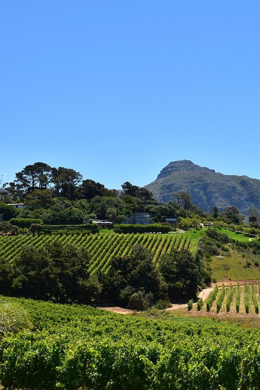 Half Day Penguins Colony and Constantia Wine Tasting Tour - Pricing and Cancellation