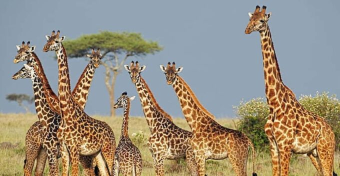 Half Day Phezulu Safari Park & Mandela Capture Ste Fr Durban - Additional Information