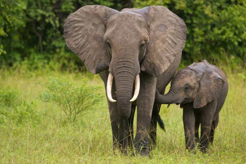 Half Day Phezulu Safari Park & Natal Lion Park From Durban - Itinerary Details