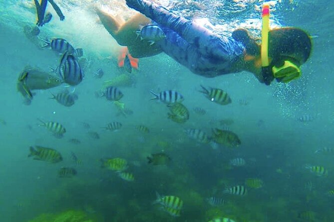 Half-Day Pig Island (Koh Madsum) and Koh Tan Speedboat Tour - Tour Highlights
