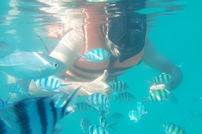 Half-Day Pig Island & Snorkeling Experience - Activity Details