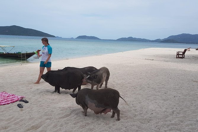 Half-Day Pig Island & Snorkeling Experience - Pricing