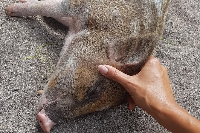 Half-Day Pig Island & Snorkeling Experience - Departure Times