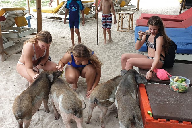 Half-Day Pig Island & Snorkeling Experience - Additional Information