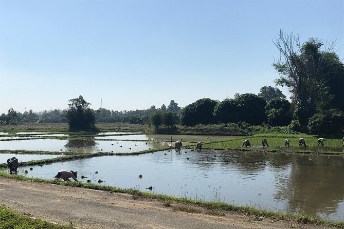 Half-Day Ping River and Rice Paddies E-Bike Adventure (Flat Land, Guided) - Riding Past Rice Fields