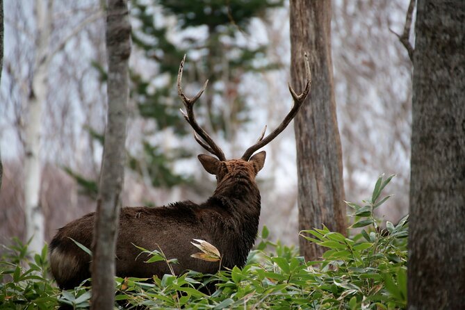 Half-Day Primeval Forest Snowshoe and Wildlife Watching Tour - What to Expect