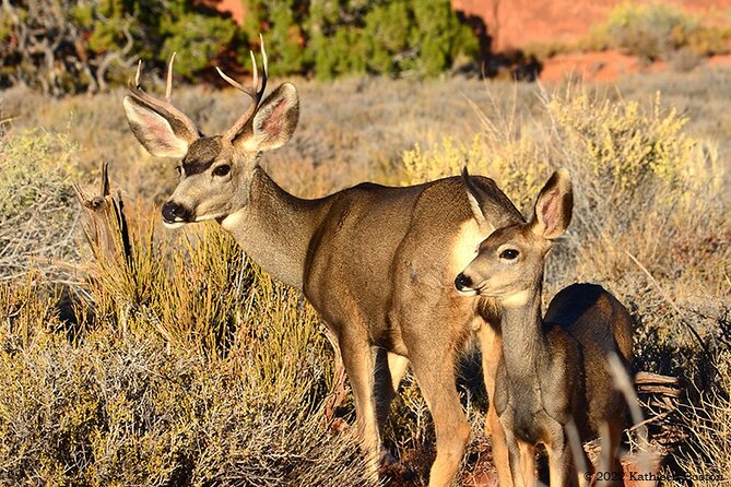 Half Day Private Arches National Park Guided Tour - Highlights of the Tour