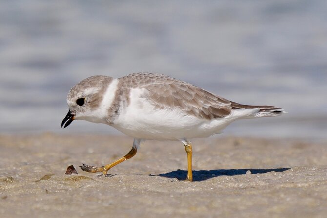 Half-Day Private Bird Tour of Fort De Soto Park in St. Petersburg - 2 Person Max - Wildlife and Birdwatching