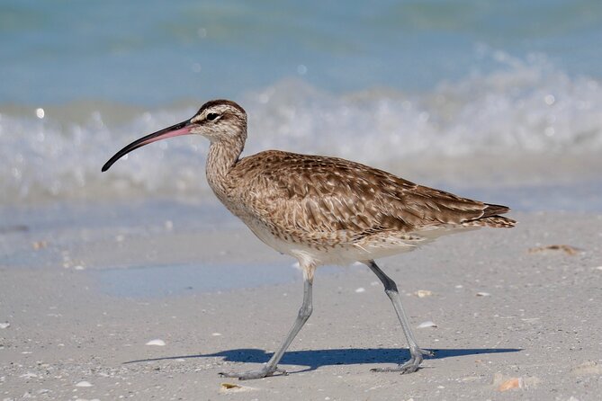 Half-Day Private Bird Tour of Fort De Soto Park in St. Petersburg - 2 Person Max - Tour Accessibility and Fitness