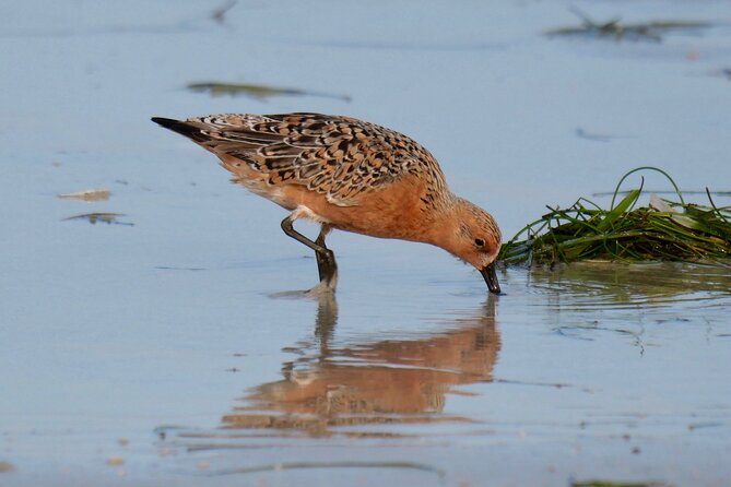 Half-Day Private Bird Tour of Fort De Soto Park in St. Petersburg - 2 Person Max - Booking and Cancellation Policy