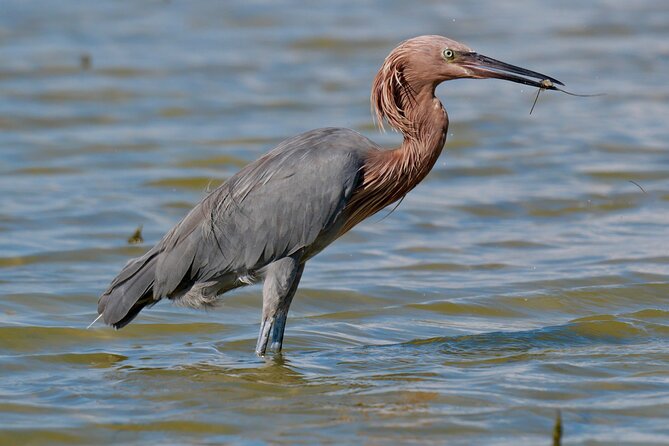 Half-Day Private Bird Tour of Fort De Soto Park in St. Petersburg - 2 Person Max - Tour Operator and Ratings