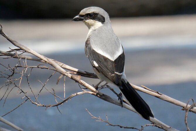 Half-Day Private Bird Tour of Fort De Soto Park in St. Petersburg - 2 Person Max - Recap