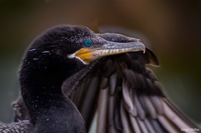 Half-Day Private Birdwatching Tour in Lima - Birdwatching Highlights