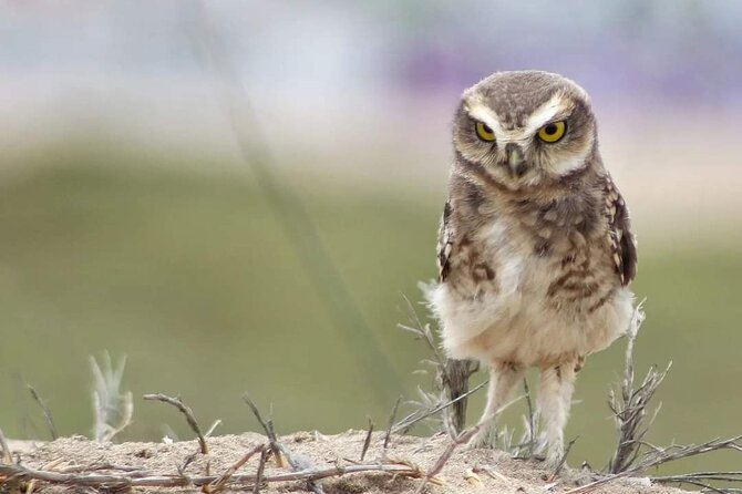 Half-Day Private Birdwatching Tour in Lima - Species Spotted