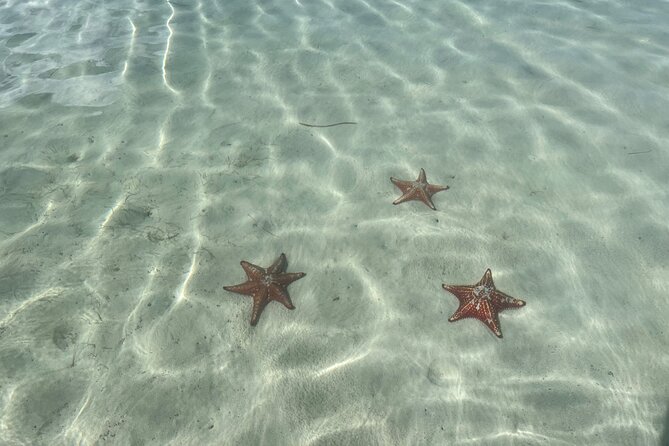Half Day Private Boat Charter in Grand Cayman - Activity Considerations