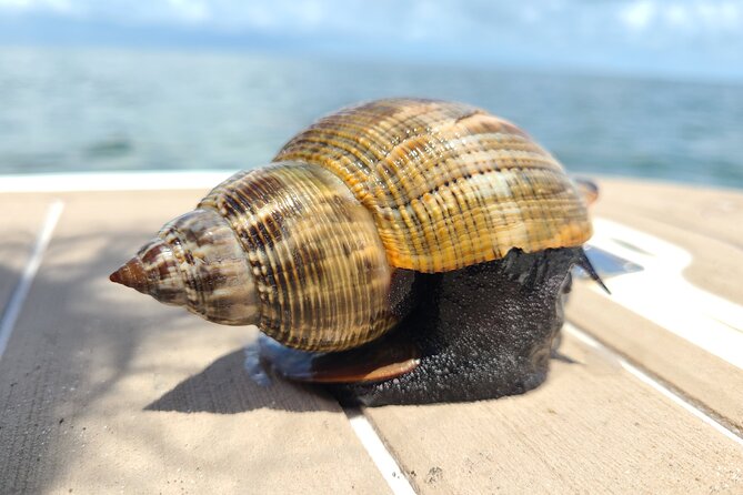 Half-Day Private Boating On Avalon Funship - Clearwater Beach - Shelling and Swimming Opportunities