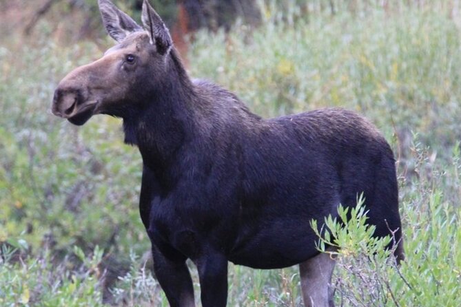 Half-Day Private Breathtaking Tour in Grand Teton National Park - Breathtaking Sights in Grand Teton