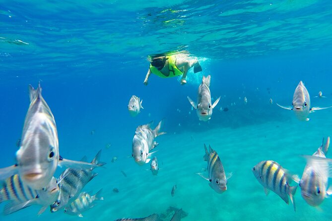 Half-Day Private Catamaran Tour in Puerto Plata - Cost and Booking