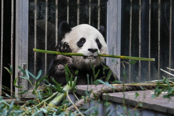 Half Day Private Chengdu Panda Center Layover Tour - Inclusions