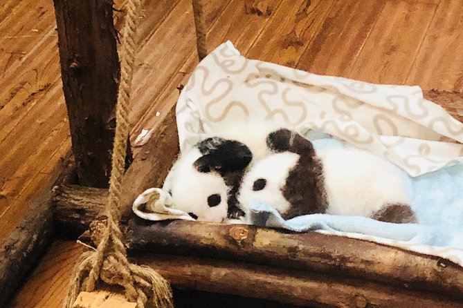 Half Day Private Chengdu Panda Center Layover Tour - Tour Highlights