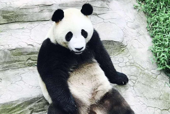 Half Day Private Chengdu Panda Center Layover Tour - Accessibility