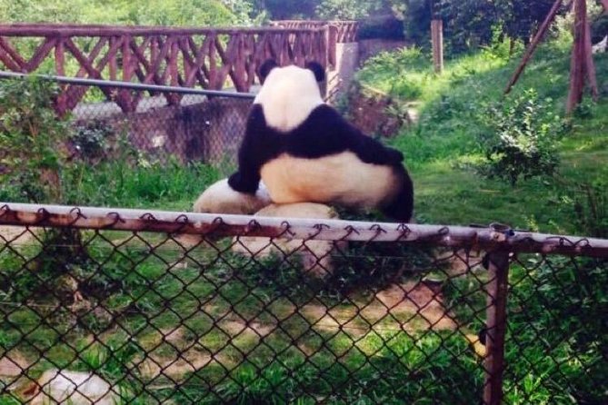Half Day Private Chengdu Panda Center Layover Tour - Tour Highlights