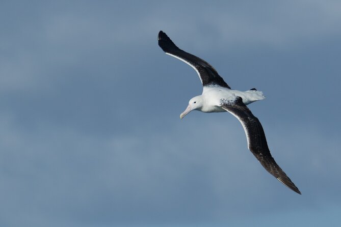 Half-Day Private City, Sights & Wildlife Tours - Pickup Information